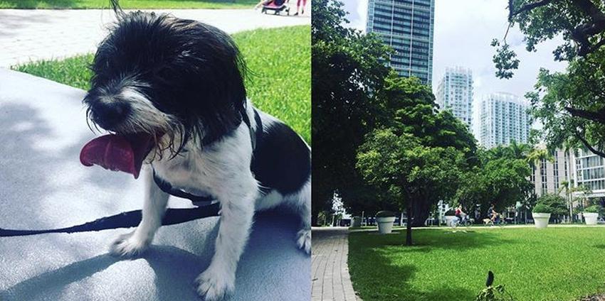 Miami organiza la primera carrera 5k para correr con tu perro: el Dogathon