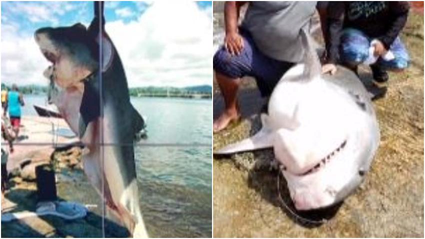 Pescador atrapa un gigantesco tiburón tigre de 600 libras