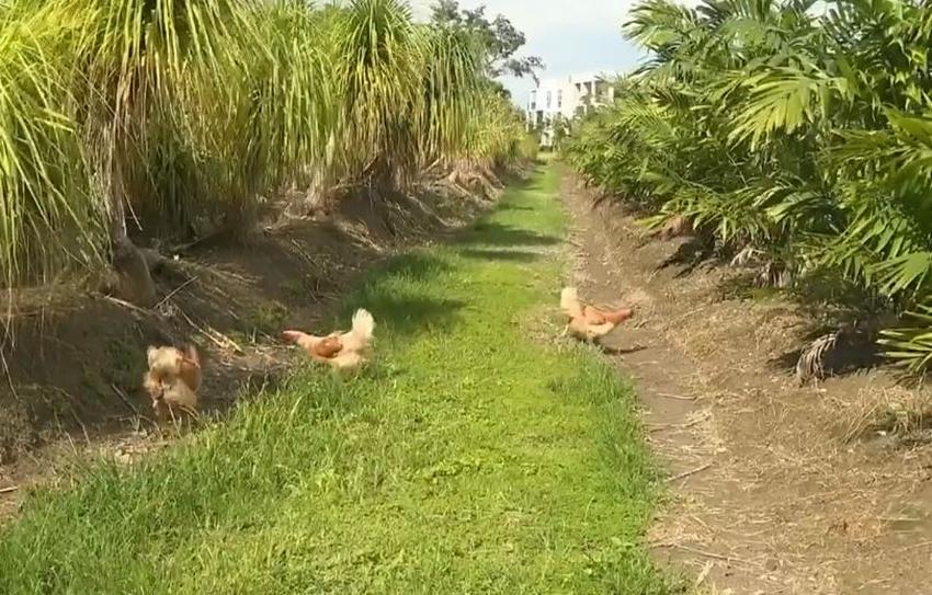 Roban más de 100 gallinas de una granja en el sur de Miami