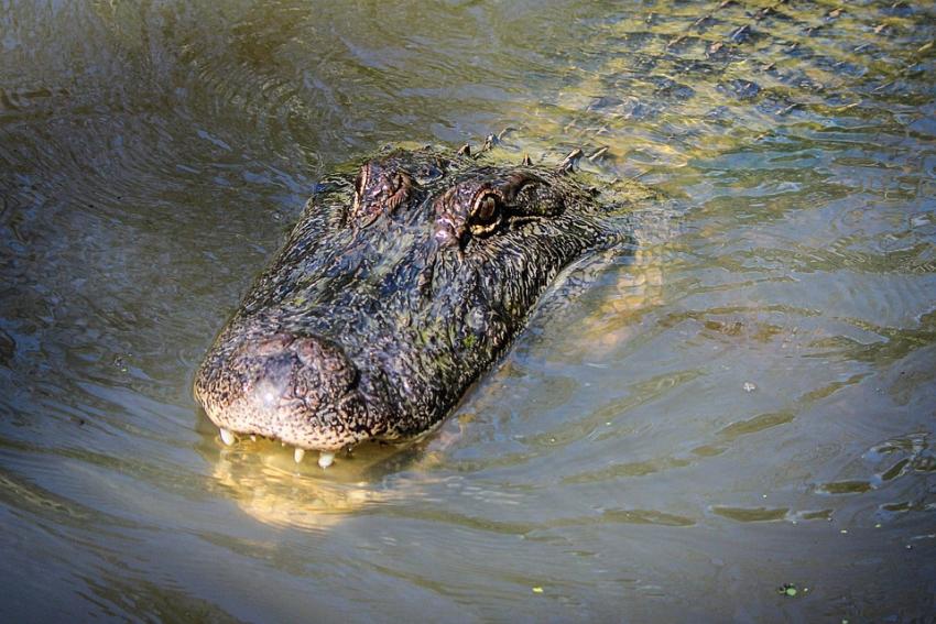 Policía investiga posible ataque de caimán en Florida tras encontrar un cuerpo en un canal