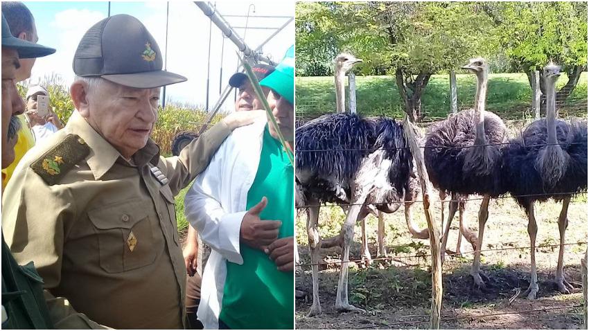 Guillermo García Frías realiza inspección a granja en Cuba destinada a la cría de Avestruz
