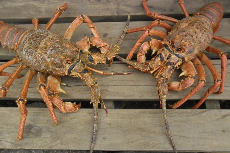 Comienza la minitemporada de pesca de langosta en Florida