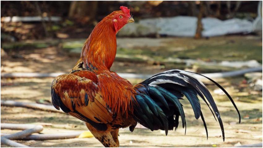 Detienen a hispanos vinculados a pelea de gallos en Florida