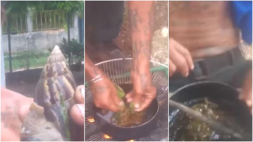 Un cubano cocina y se come un caracol gigante africano