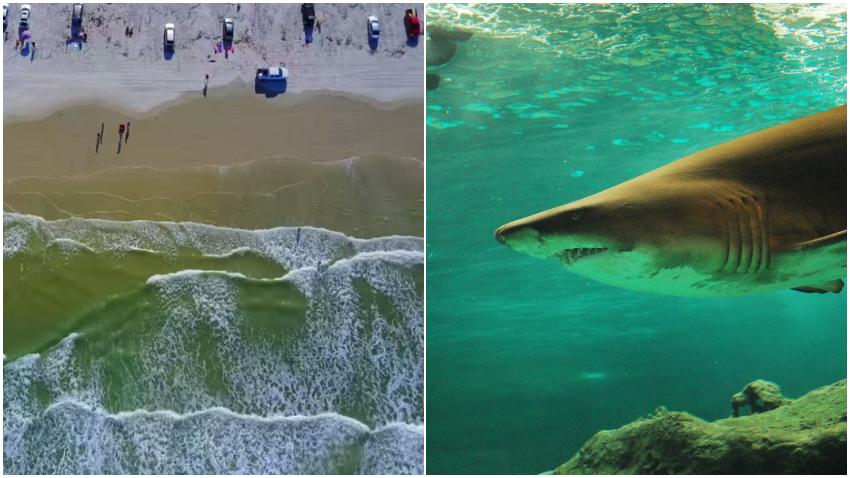 Surfista sufre ataque de tiburón en New Smyrna Beach en Florida