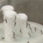¿Por qué Google quiere soltar 32 millones de mosquitos en Florida? La respuesta sorprende mosquitos