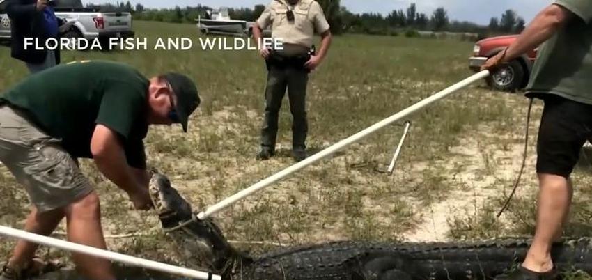 Adolescente de Florida sufre lesiones tras ser atacado por un caimán de 10 pies