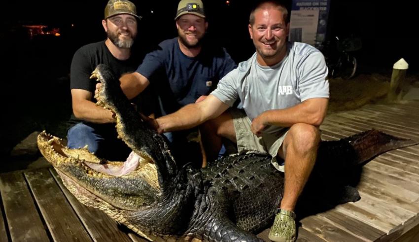 Un caimán de 12 pies es capturado en Florida tan solo horas después de que comenzara la temporada de caza
