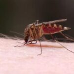 Alerta en Miami: las altas temperaturas y precipitaciones aceleran la proliferación del mosquito según las autoridades sanitarias mosquito2