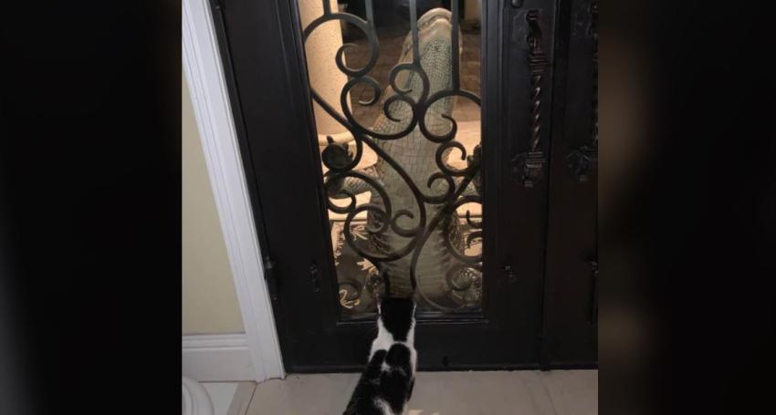 Impresionante caimán sorprende a los residentes de una casa en Florida tocando a la puerta