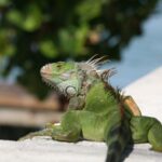 Las iguanas cada vez más se adueñan de los vecindarios de Florida iguanas-miami