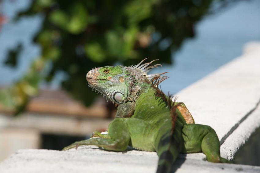 Peligro en Florida de que caigan iguanas de los árboles por las bajas temperaturas
