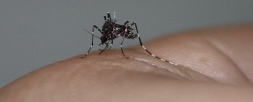 Científicos estadounidenses hallan en Guantánamo otra especie de mosquito, que transmite dengue, fiebre amarilla, chikungunya y zika