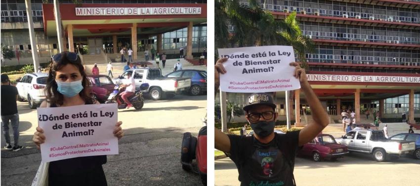 Activistas cubanos se plantan afuera del Ministerio de Agricultura en La Habana, exigiendo fecha para que se apruebe la Ley de Bienestar Animal