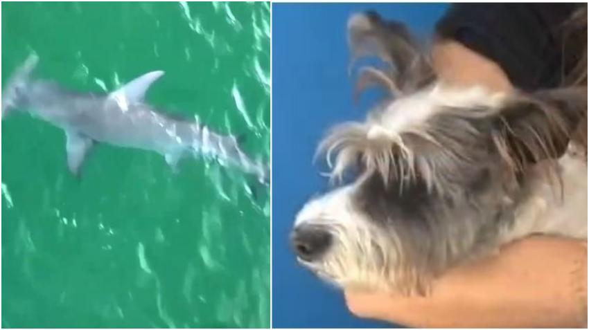 Tiburón ataca a una perrita en una playa de Key Biscayne en Miami