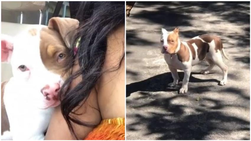 Mujer de Miami destrozada luego que le arrebataran a punta de pistola su cachorro valorado en $5000 dólares