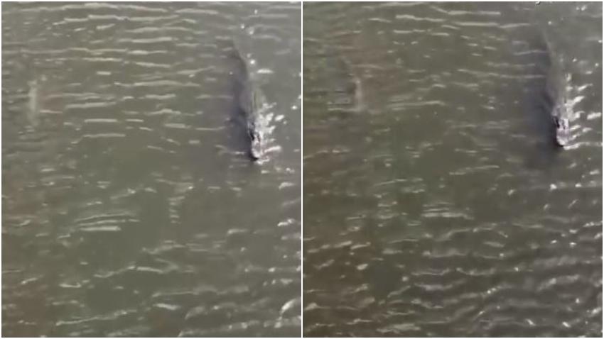 Un tiburón y un cocodrilo nadan juntos por una playa de Florida