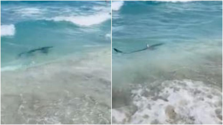 Tiburón se acerca a la arena en playa del Sur de la Florida