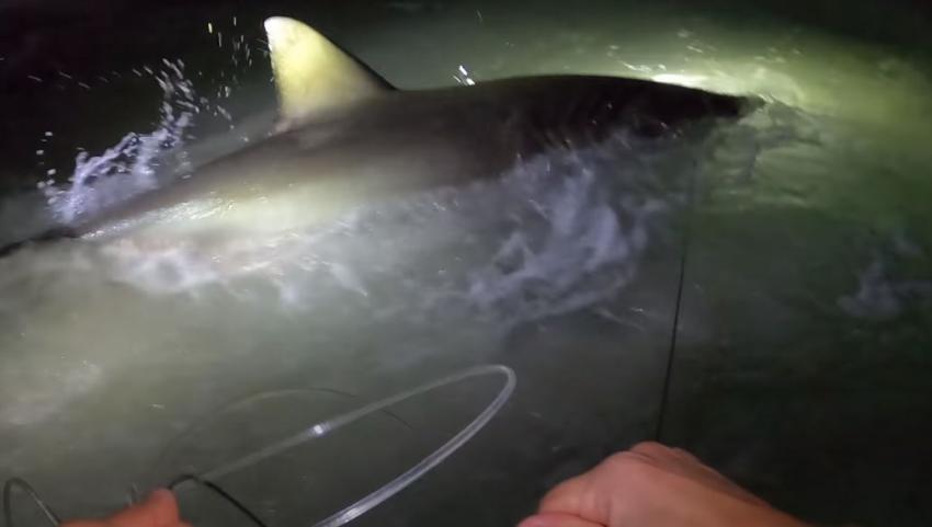 Capturan un gran tiburón blanco en una playa de Florida