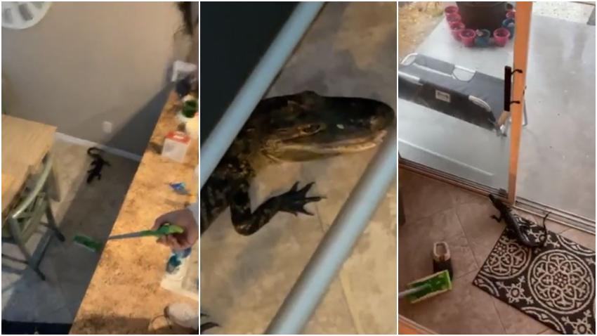 Dos mujeres en Florida encuentran un bebé caimán en su sala y pasan más de 20 minutos tratando de sacarlo