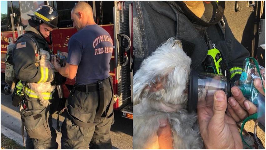 Bomberos rescatan a un pequeño cachorro de un fuego en una casa en Hialeah