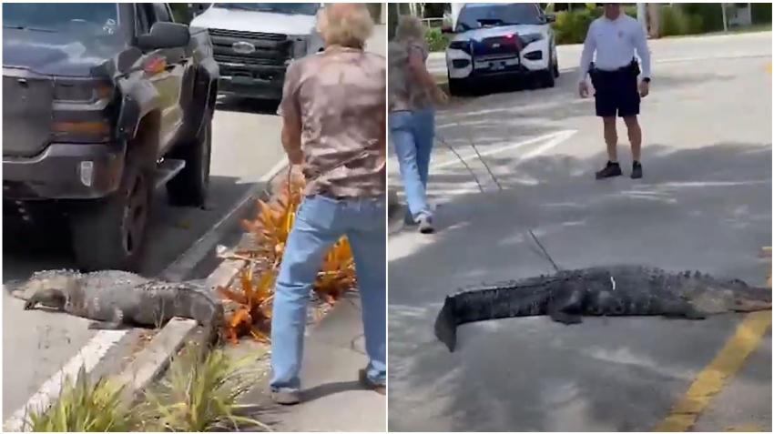 Inmenso caimán de 12 pies sorprende a residentes en la ciudad de Coral Gables