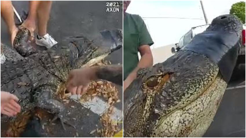 Sacan un inmenso caimán de 10 pies de abajo de un auto en Florida