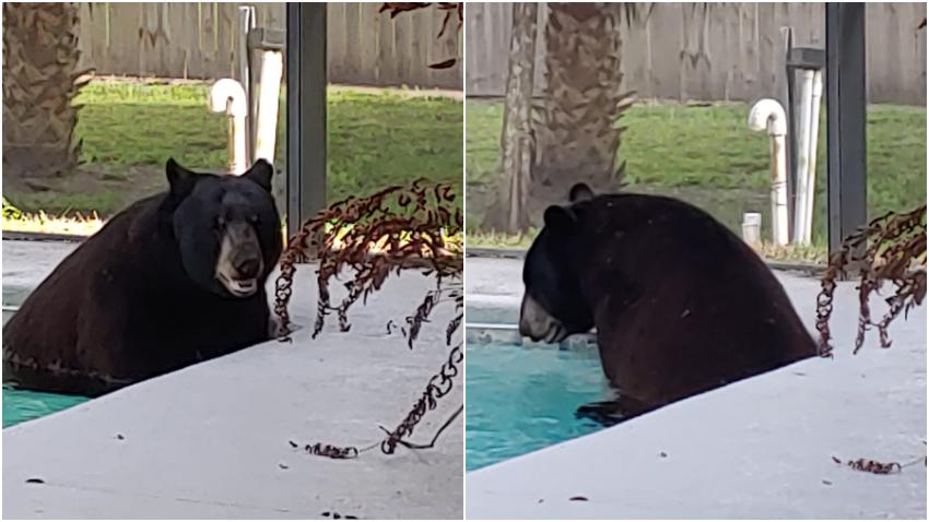 Oso en Naples, Florida se vuelve un visitante frecuente de la piscina de una familia que lo ha captado en video