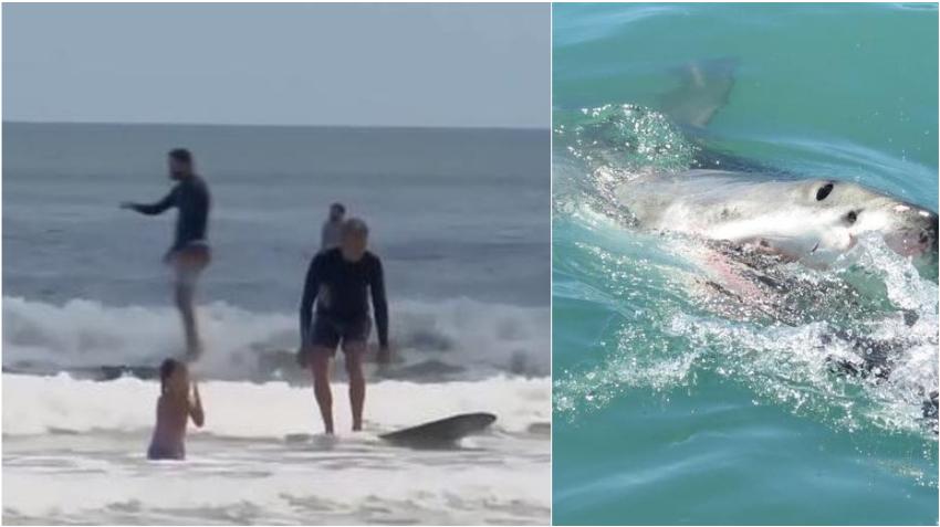 Una mujer de 64 años es atacada por un tiburón mientras surfeaba en una playa de Florida