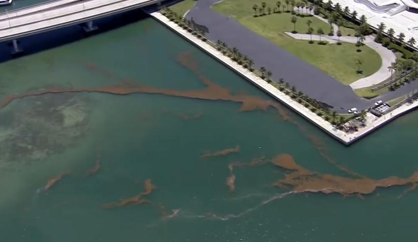 Advertencia de no nadar para algunas zonas de la Bahía de Biscayne por derrame de aguas residuales