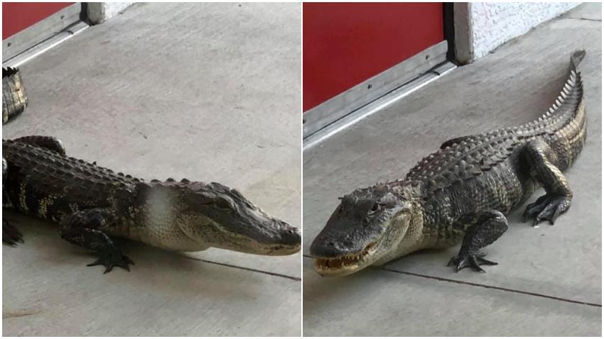 Caimán se cuela en una estación de bomberos en Fort Myers, Florida