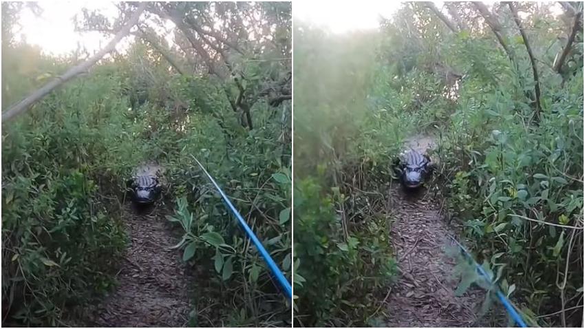Caimán persigue a un pescador en los Everglades en Florida