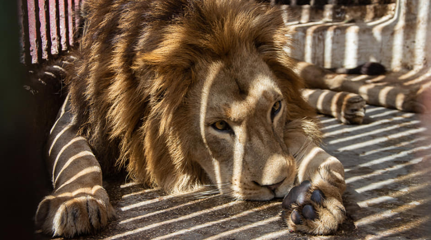 Sanción disciplinaria a un trabajador del Zoológico de Camagüey, luego de que tres leones escaparon de su jaula