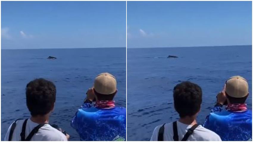 Avistan ballena cerca de las costas de Miami