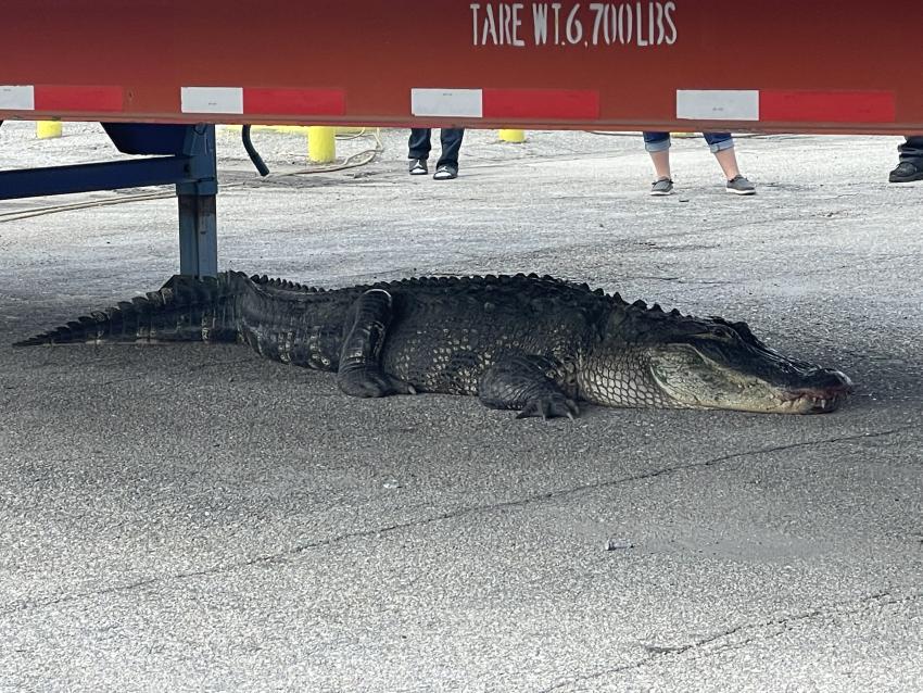 Trabajadores en un puerto en Florida sorprendidos por inmenso caimán
