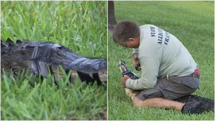 Mujer en Florida herida tras un ataque de un inmenso caimán a su mascota