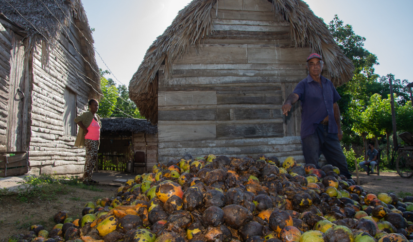 Se pudren más de 12.000 libras de mango en Camagüey, por abandono del gobierno