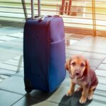 Los CDC anuncian nuevas regulaciones para el ingreso de perros a Estados Unidos perros-aviones