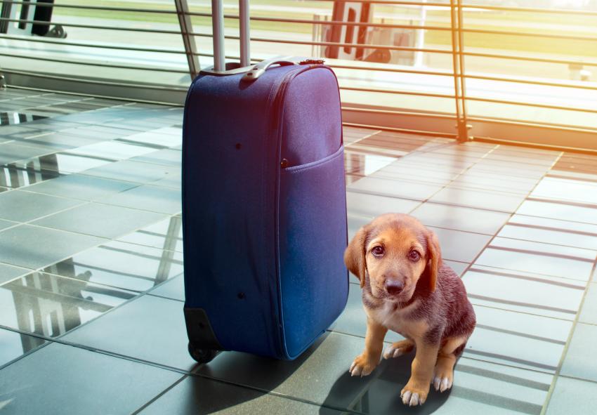 Estados Unidos prohíbe la entrada de perros desde Cuba por temores sobre brote de rabia