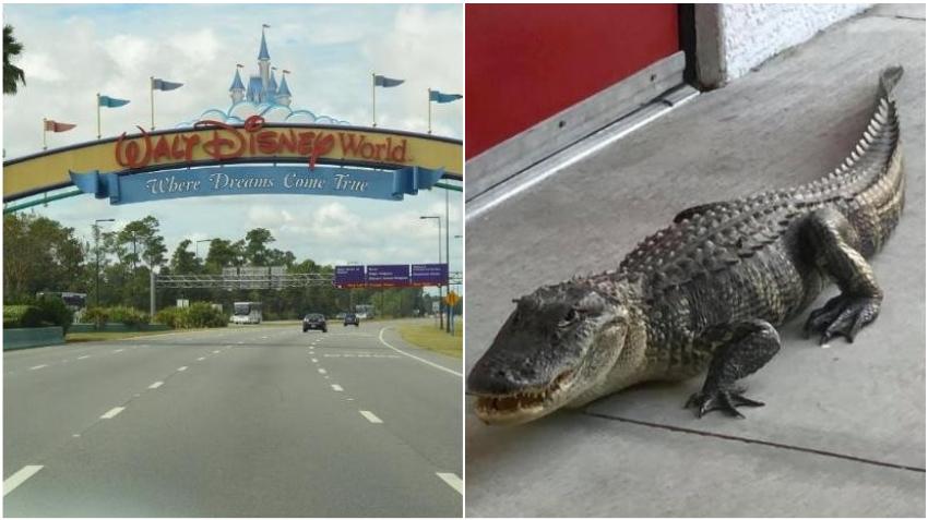 Disney está dando $ 30 a los cazadores de Florida que capturan caimanes en sus propiedades