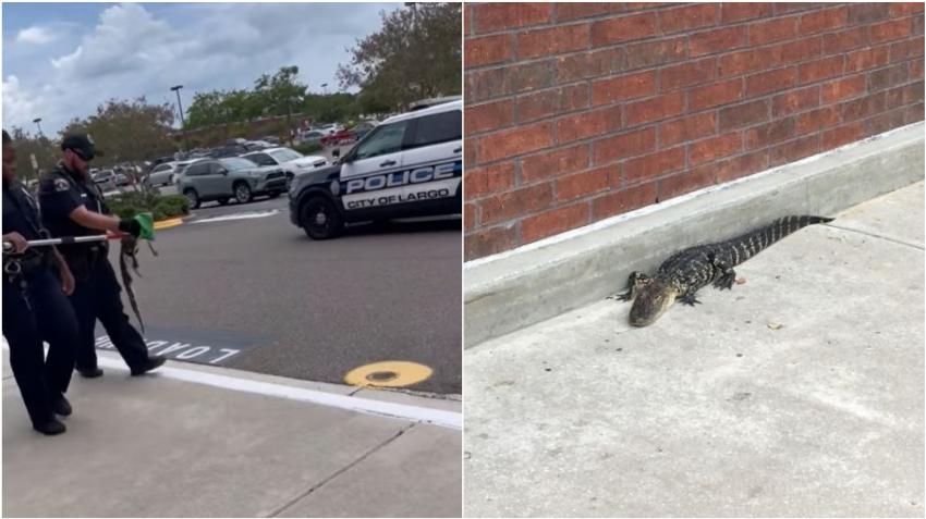 Policía captura caimán que se paseaba por un centro comercial en Florida