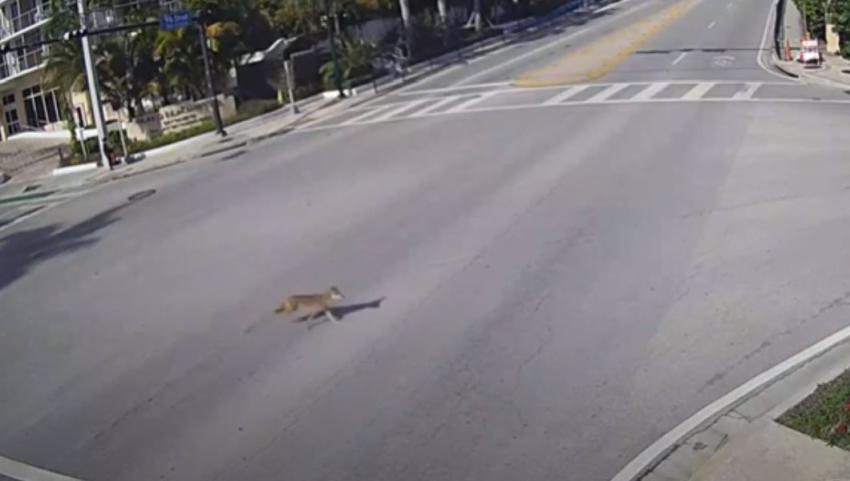 Policía advierte sobre coyote visto deambulando por las islas de Bay Harbor en Miami Dade