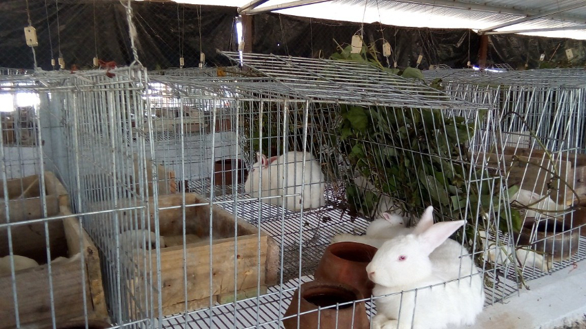 Se propaga por el occidente de Cuba la Enfermedad Hemorrágica del Conejo