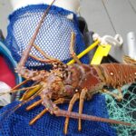 Miles salen al mar por la minitemporada de langosta en Florida: quรฉ estรก permitido y quรฉ no langosta-florida