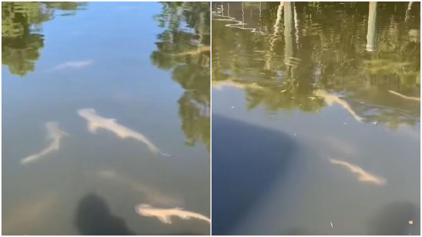Cientos de tiburones en Florida se refugian en un canal debido a la marea roja