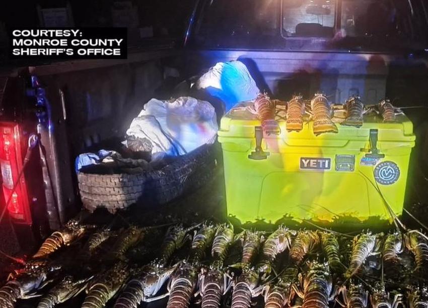 Dos hombres de Miami arrestados en los Cayos de Florida por llevar 37 langostas capturadas ilegalmente