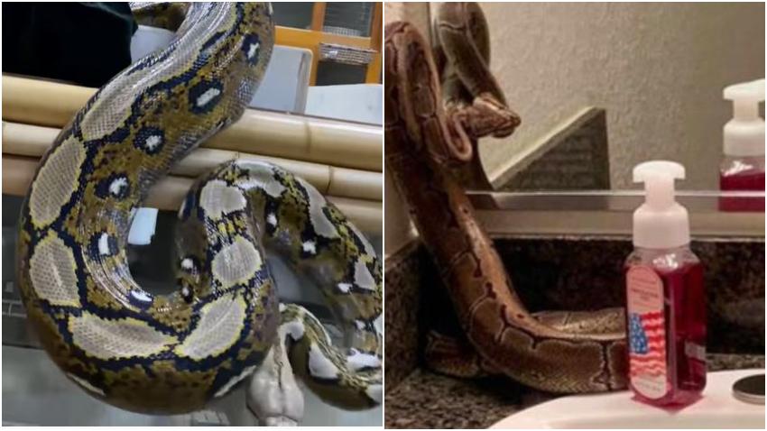 Una mujer en Orlando Florida encuentra una serpiente pitón en su casa que llevaba semanas debajo del refrigerador