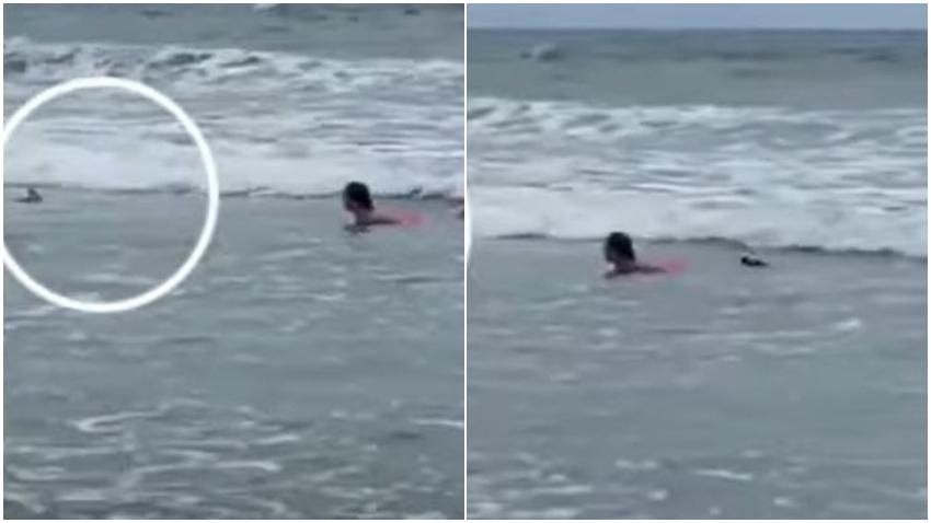 Captado en cámara como un tiburón se acerca de manera peligrosa a una niña en la playa
