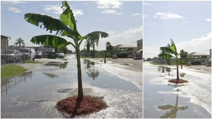 Plantan una mata de plátano en un hueco en una calle en Florida para protestar por la falta de acción de las autoridades