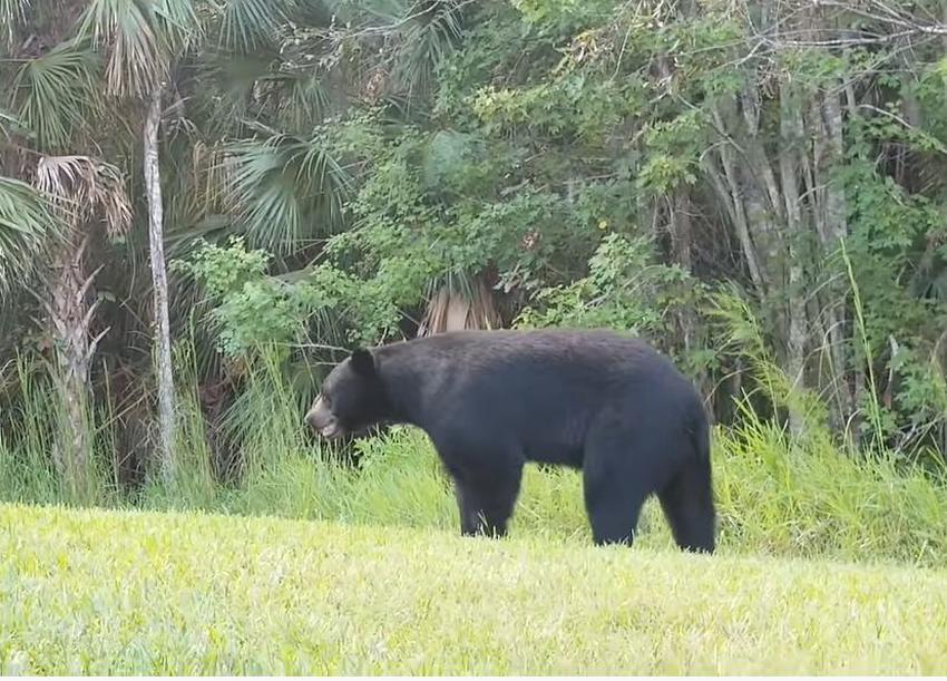 Estudiantes de dos escuelas en Florida obligados a refugiarse por la presencia de un oso